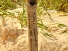 Biologists turtle nest identifying posts at Kismet Tulum