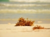 Seaweed on the beach at Kismet Tulum