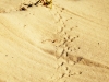 Bird footprints in the sand at Kismet Tulum